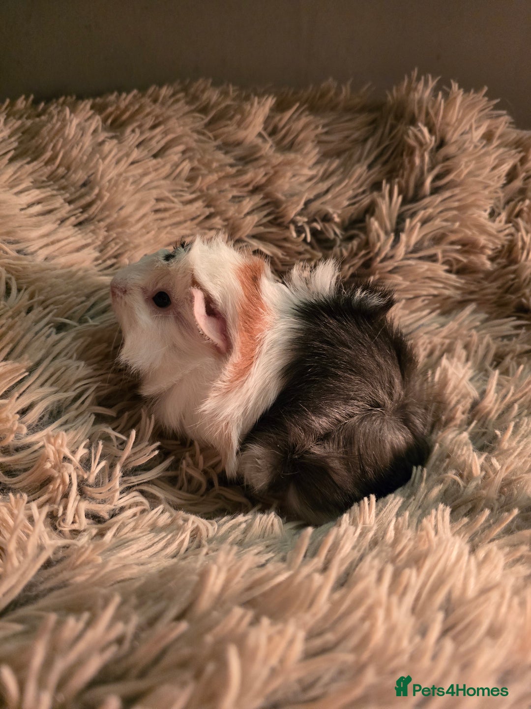 Guinea Pig rodents for sale: 2 female guineapigs  - Advert 6