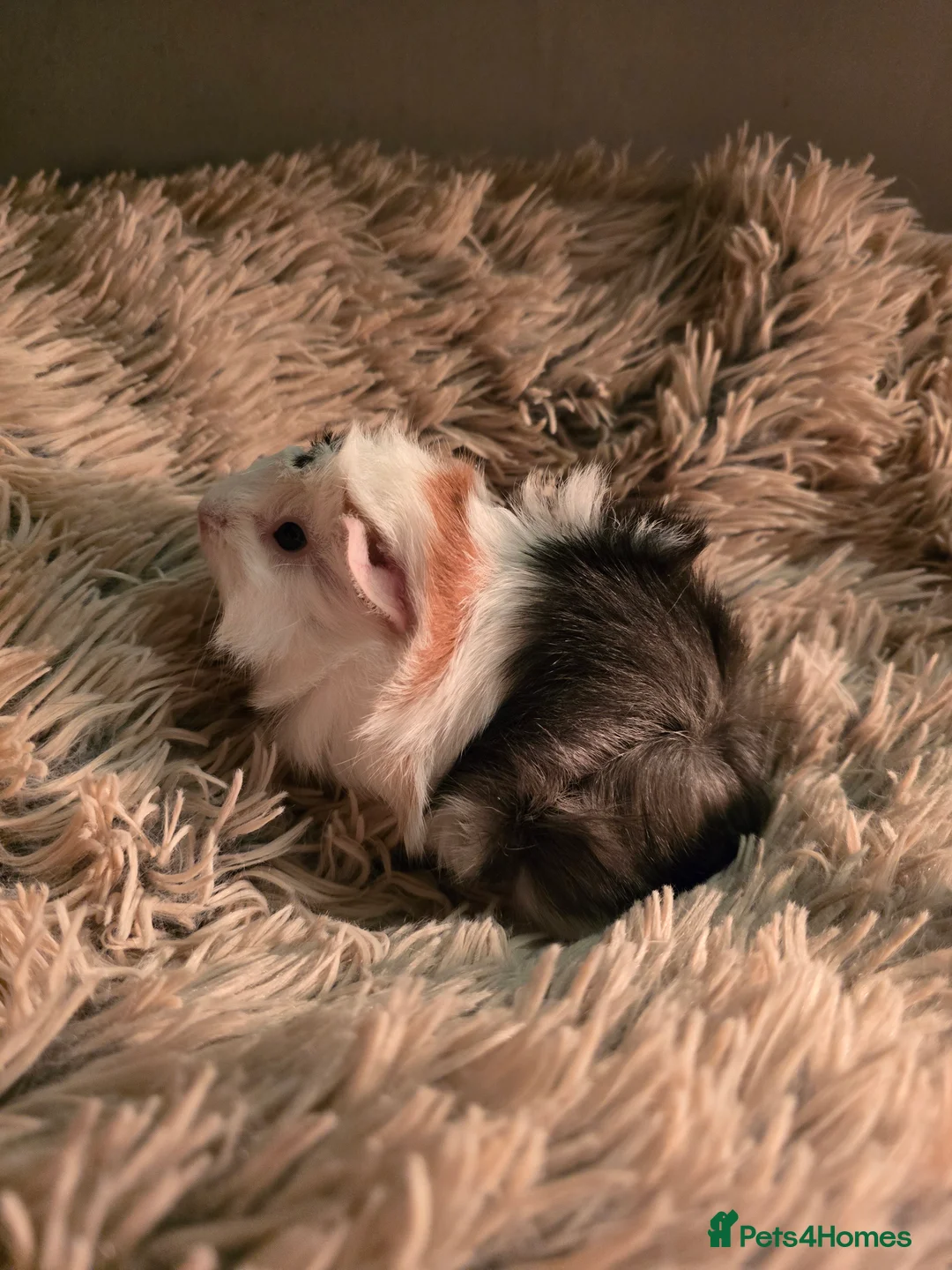 Guinea Pig rodents for sale: 2 female guineapigs  - Advert 6