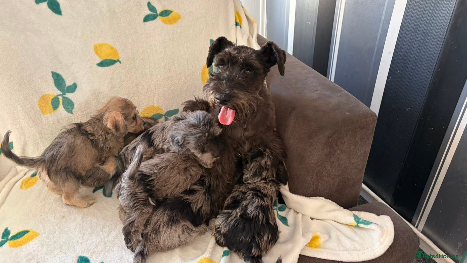 Schnoodle dogs Schnoodle puppies for sale  - Advert 2