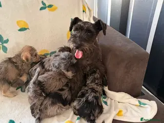 Schnoodle dogs Schnoodle puppies for sale - Advert 5