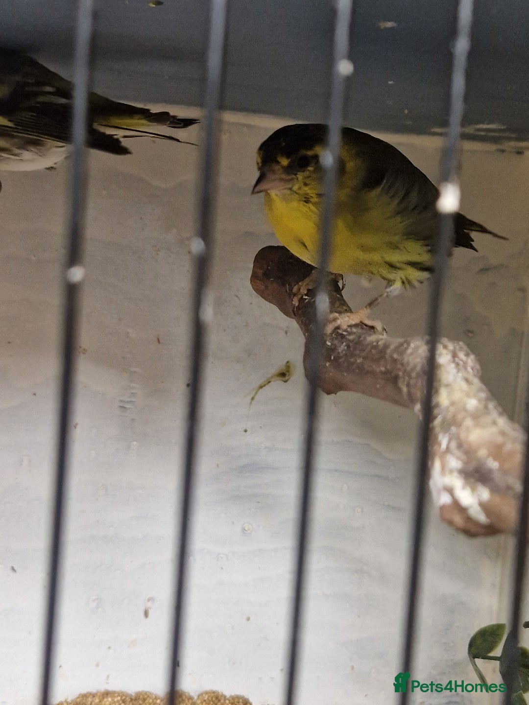 Finches birds for sale: Siskins - Advert 8