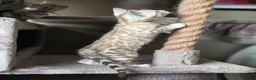 Bengal cats for sale: Gorgeous Health Tested Bengals  in Congleton - Advert 17