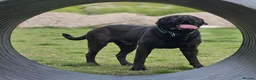Cane Corso dogs for stud: Cane Corso for Stud in Doncaster - Advert 13