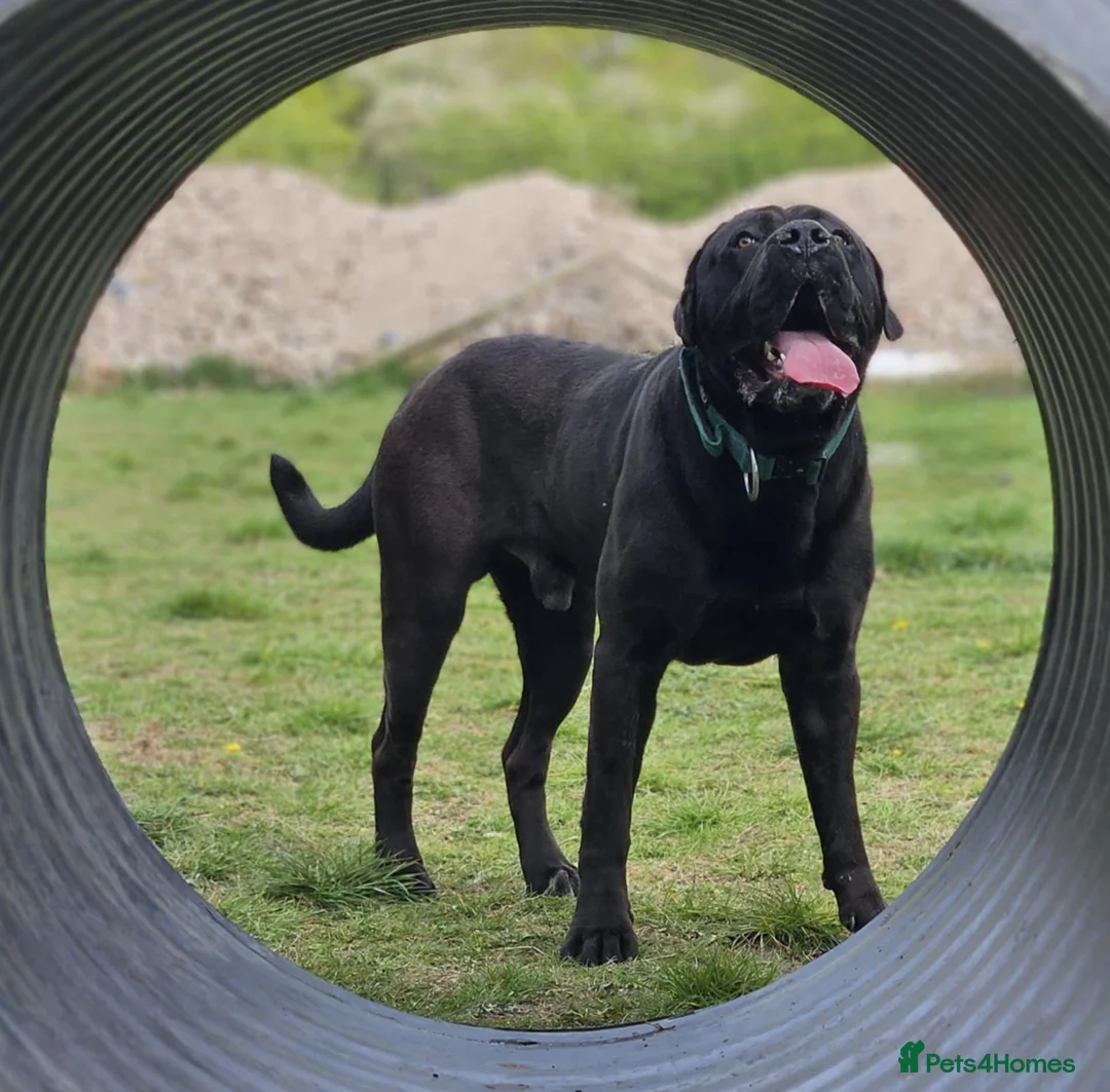 Cane Corso dogs for stud: Cane Corso for Stud in Doncaster - Advert 13