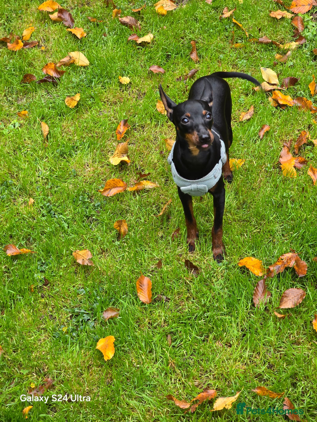 Miniature Pinscher dogs for sale: Pimscher Miniature - Advert 5