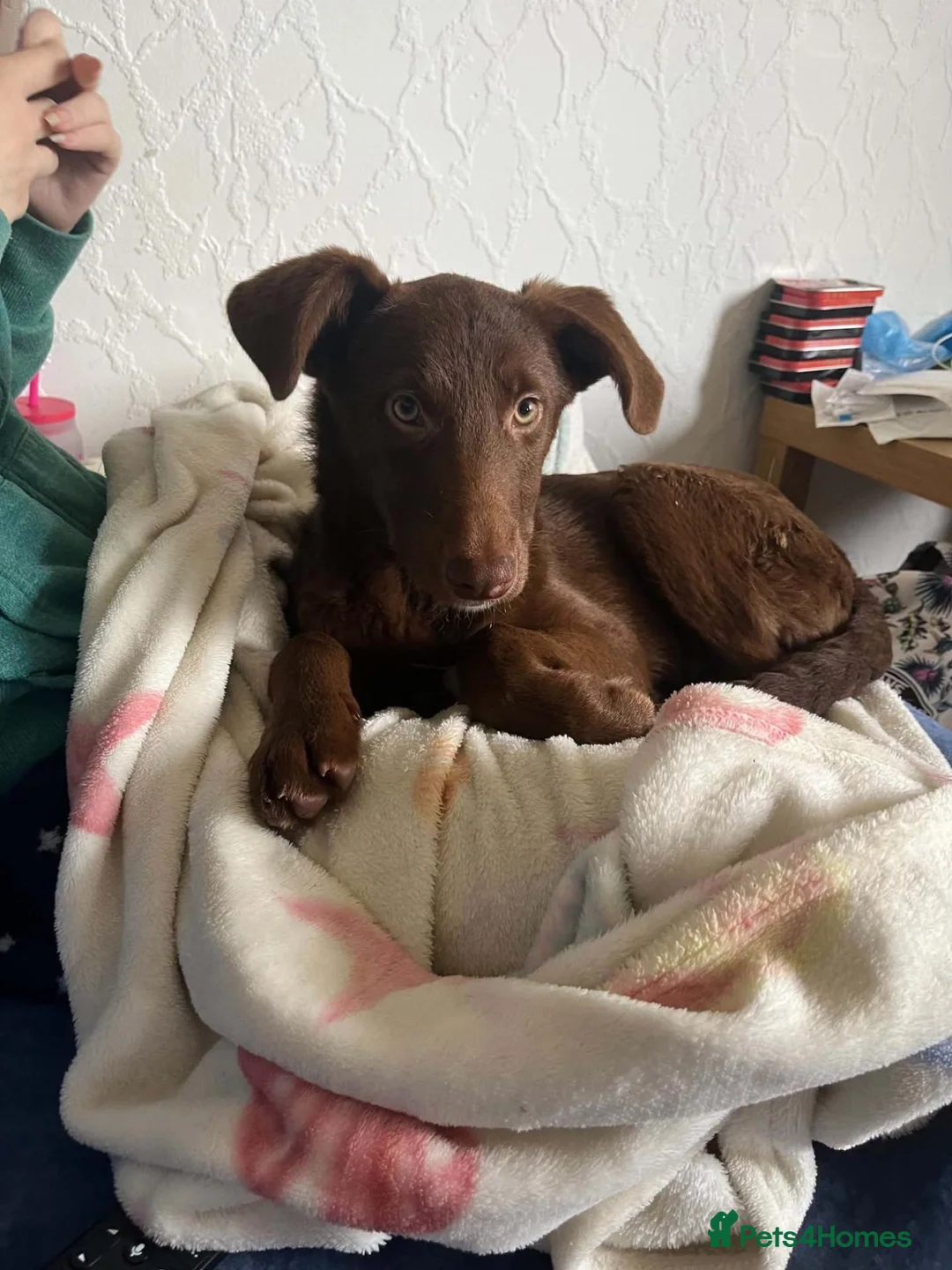 Mixed Breed dogs for adoption: Cinnamon ❤️  in Edinburgh - Advert 2