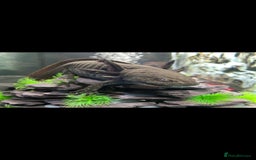 Axolotl reptiles for sale: Axolotl and tank setup - Image 1