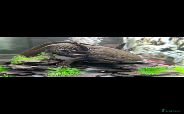 Axolotl reptiles - Advert 11