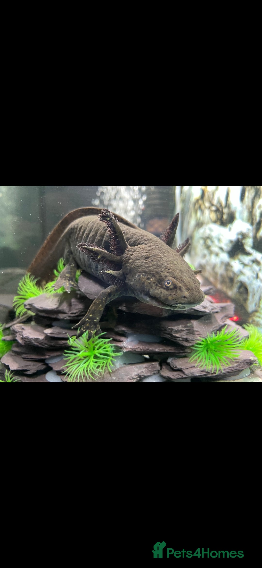 Axolotl reptiles for sale: Axolotl and tank setup - Image 1