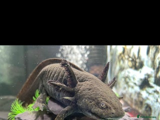 Axolotl reptiles - Advert 7