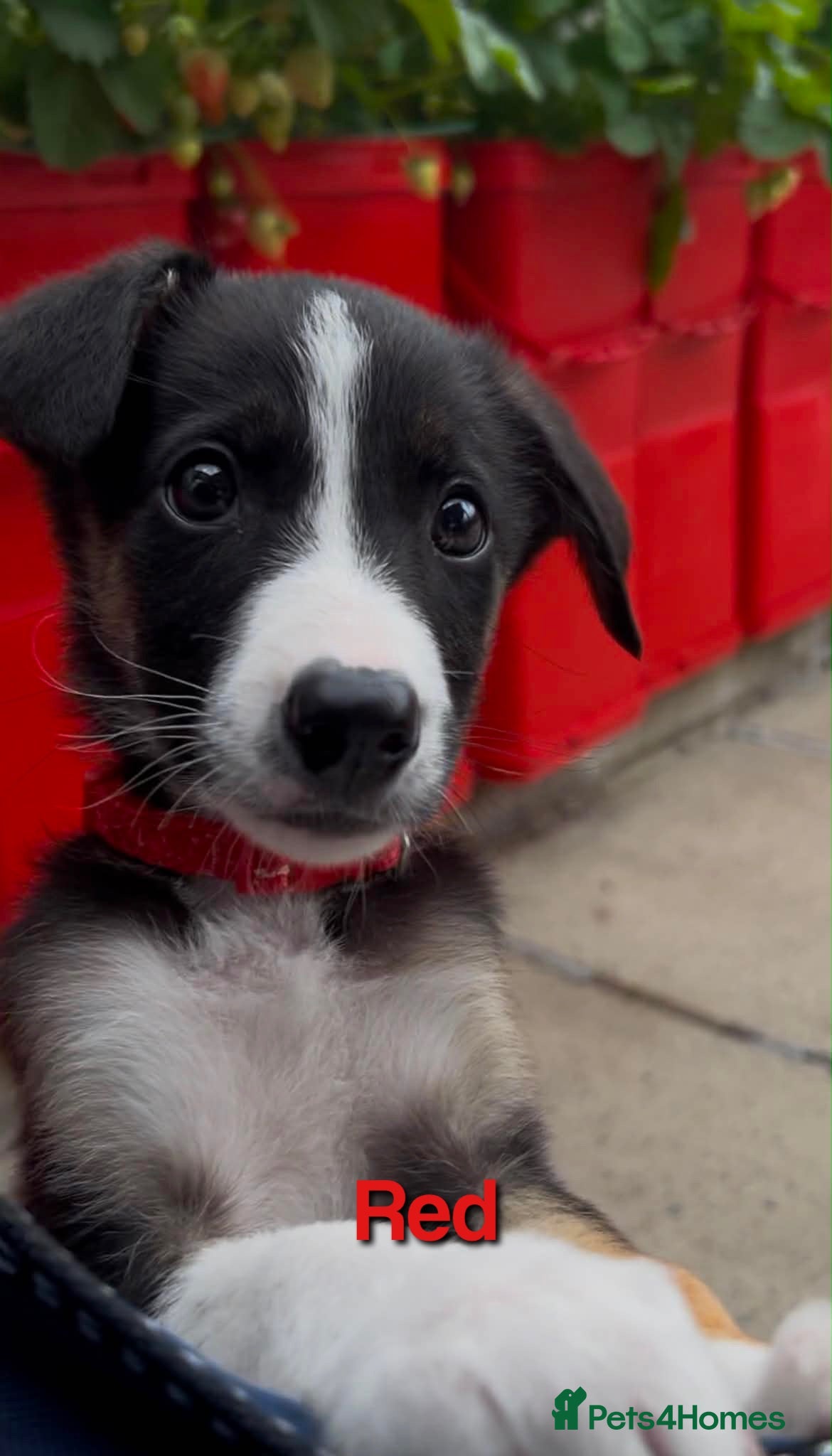 Border Collie dogs Litter of 6 beautiful male border collie puppies. - Advert 1