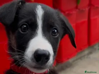 Border Collie dogs Litter of 6 beautiful male border collie puppies. - Advert 4