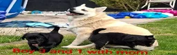 Mixed Breed dogs for sale: Cockerpom puppys 🐶 - Advert 6