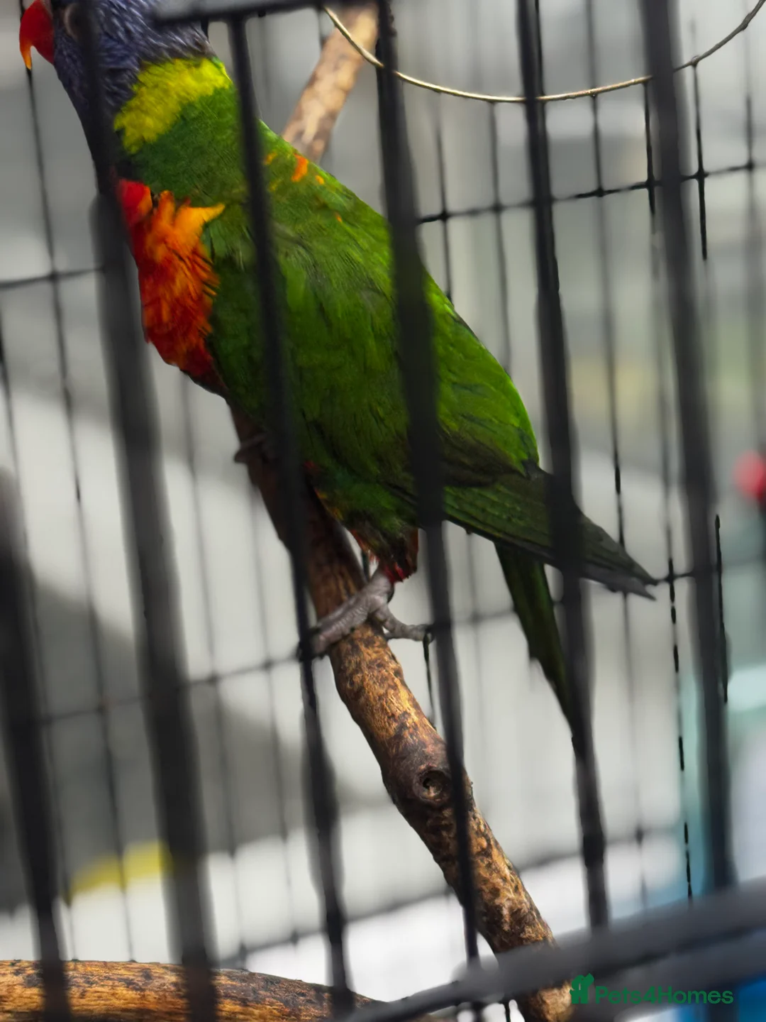 Lorikeets birds for sale: Rainbow Lorikeet  - Advert 7