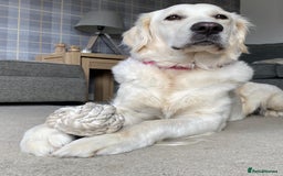 Golden Retriever dogs for sale: Golden retriever pups looking for forever homes  - Image 10