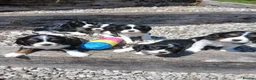 Cavalier King Charles Spaniel dogs for sale: Beautiful tri puppies - Advert 12