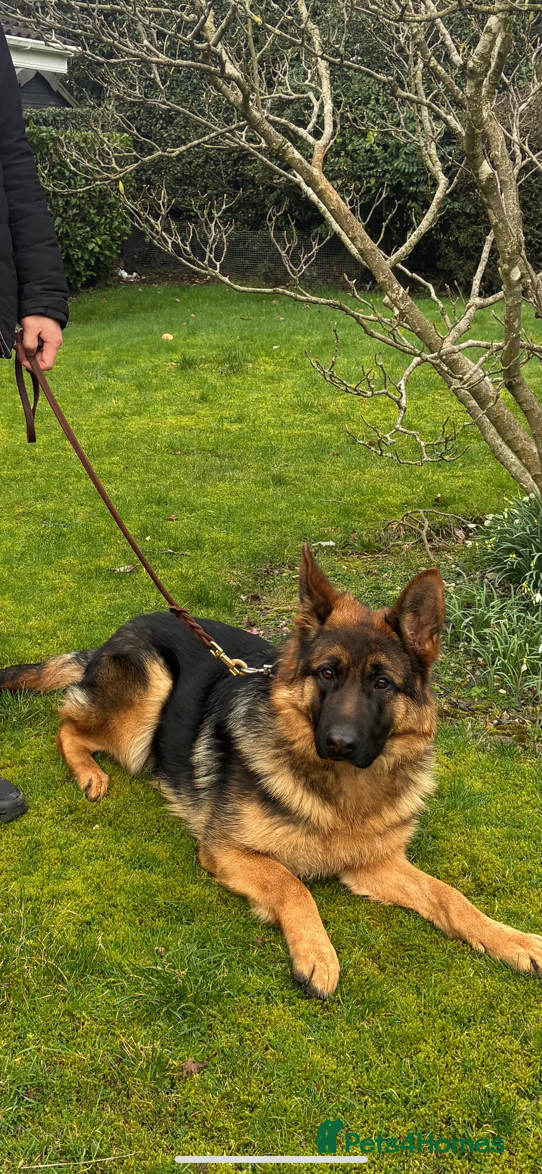 German Shepherd dogs for sale: Little Girl in Birmingham - Advert 2