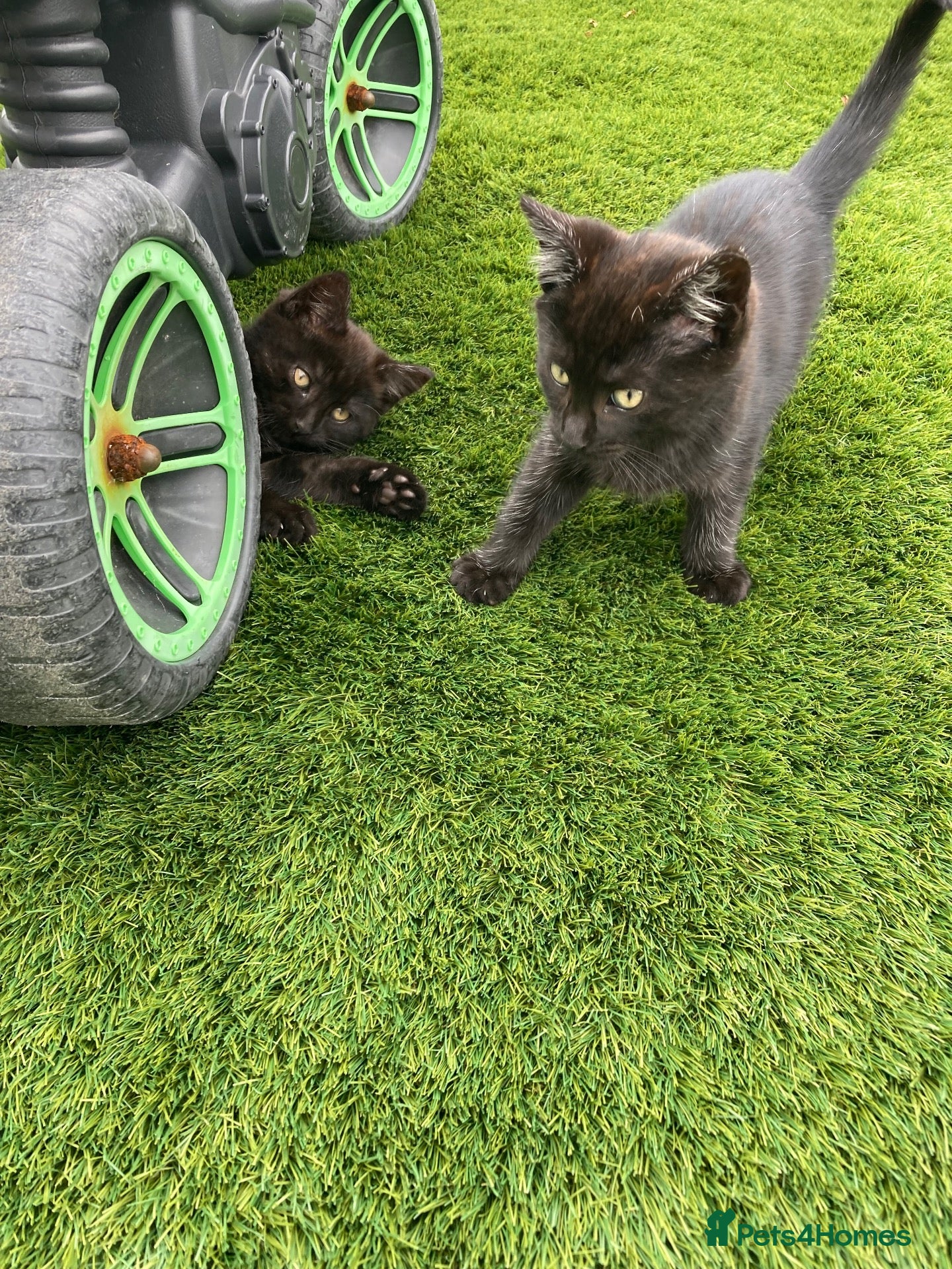 Mixed Breed cats Beautiful kittens - Advert 1