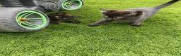 Mixed Breed cats for sale: Beautiful kittens - Advert 1