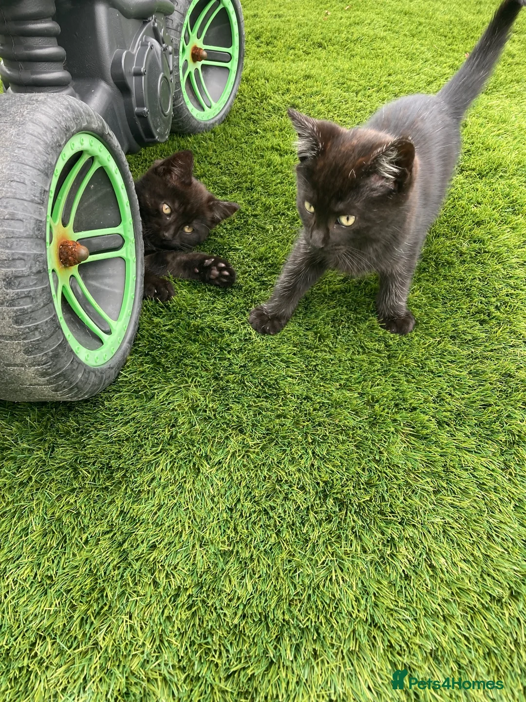 Mixed Breed cats for sale: Beautiful kittens - Advert 1