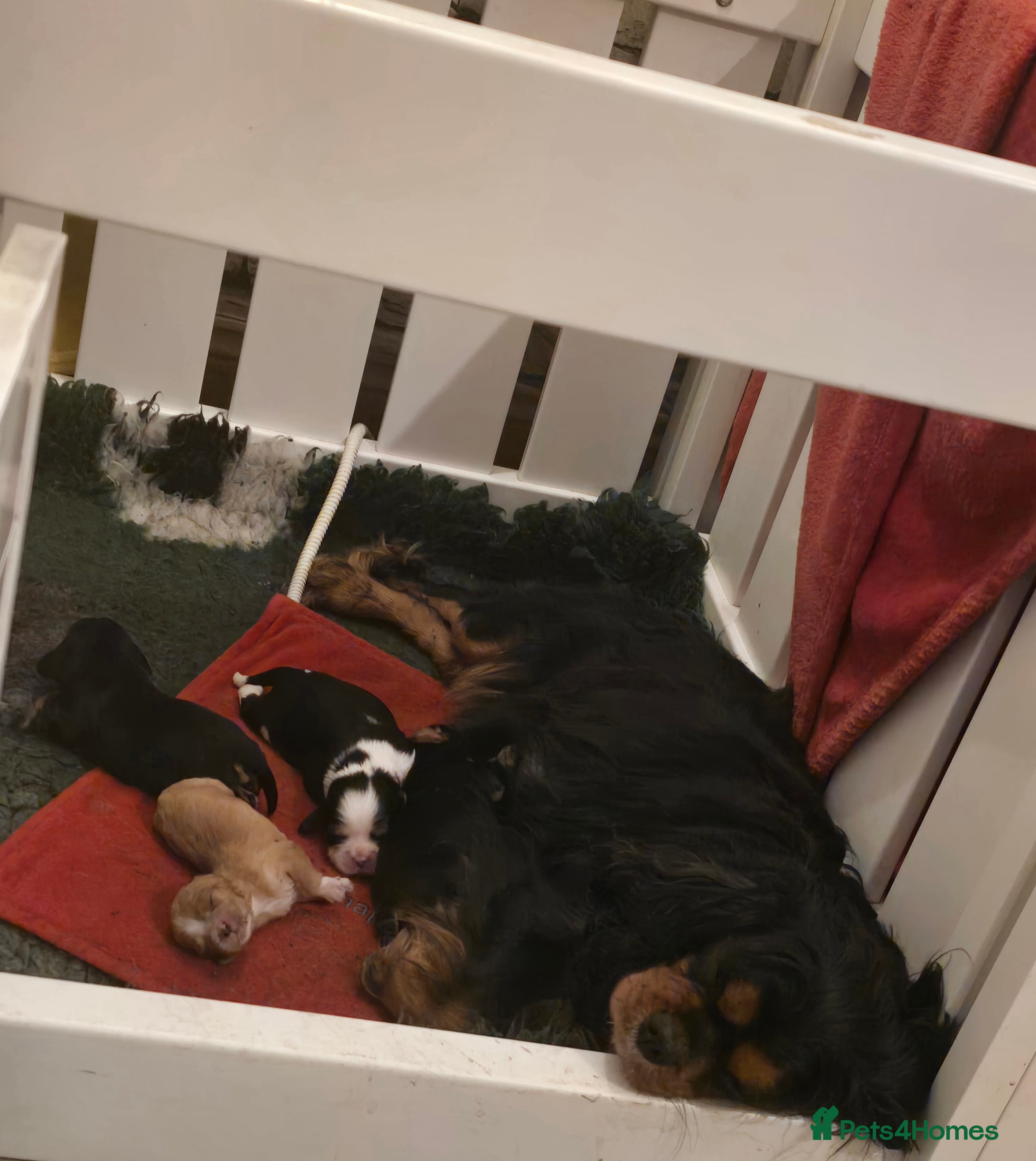 Cavalier King Charles Spaniel dogs Specialist Tested Cavalier King Charles Pups - Advert 2