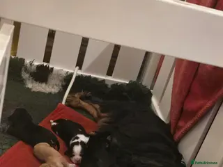 Cavalier King Charles Spaniel dogs Specialist Tested Cavalier King Charles Pups - Advert 2