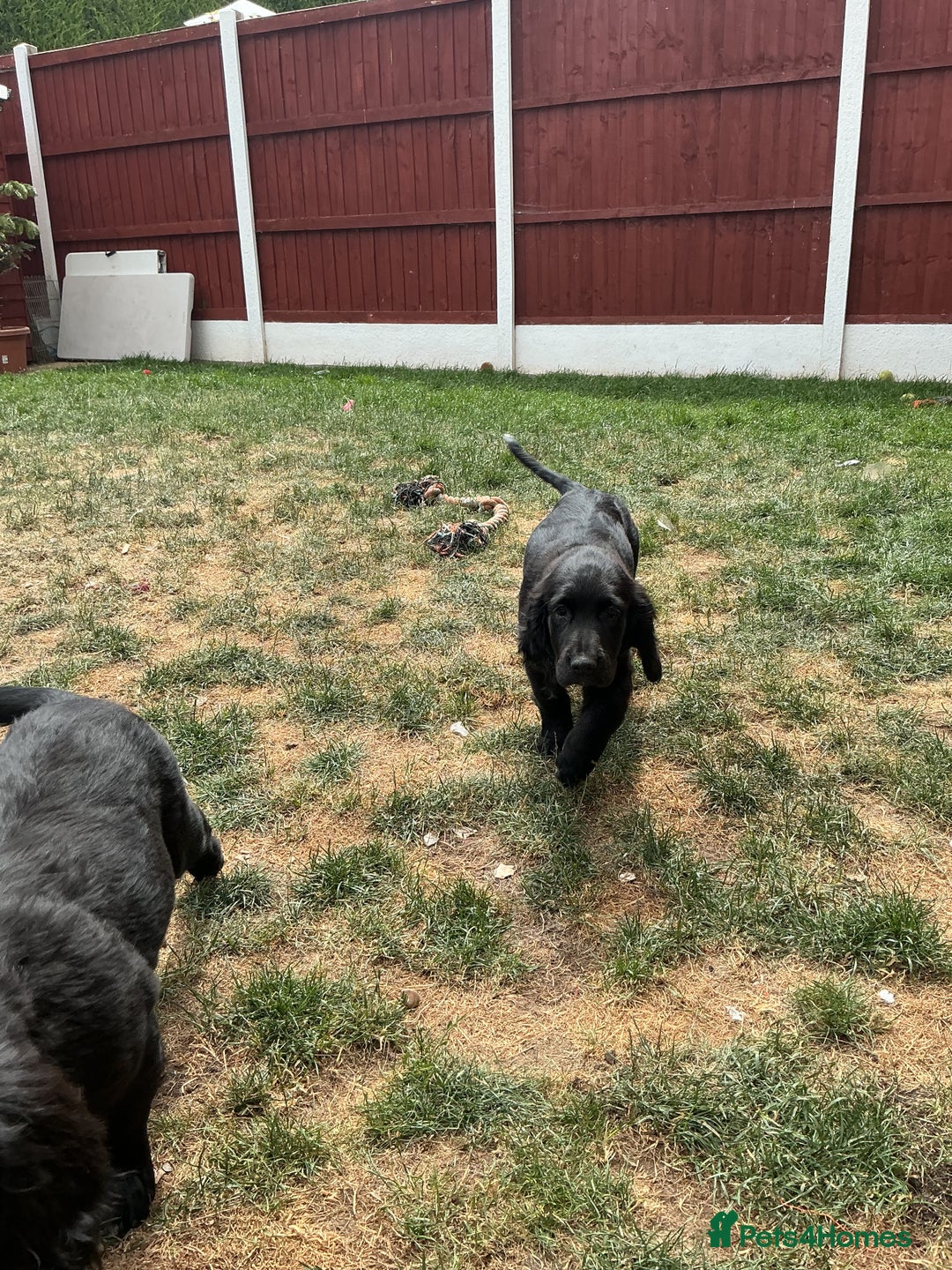 Mixed Breed dogs for sale: Spangold retrievers in Stourport-on-Severn - Image 16