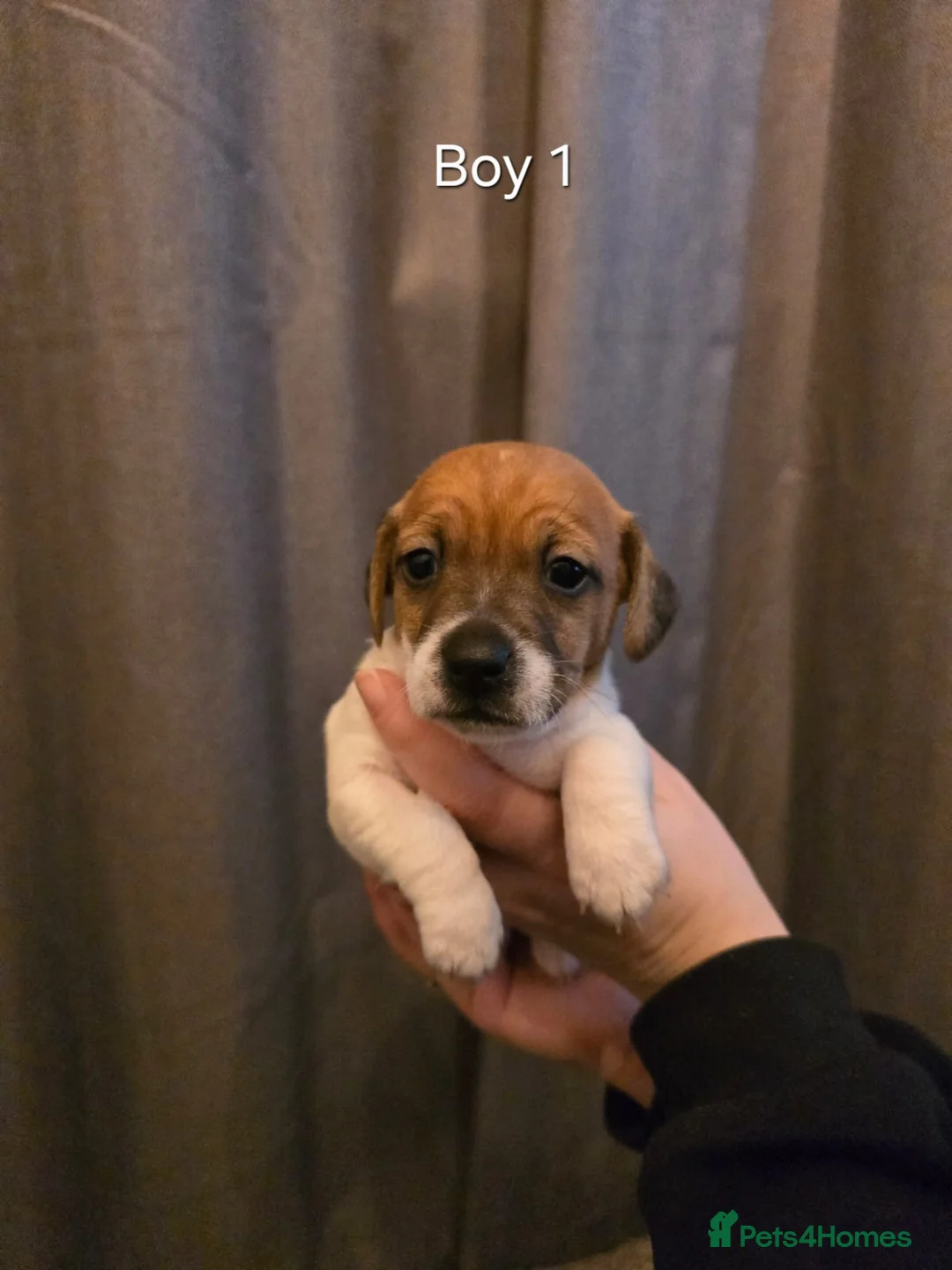 Jack Russell dogs for sale: Smooth Coated Jack Russell Puppies - Advert 4