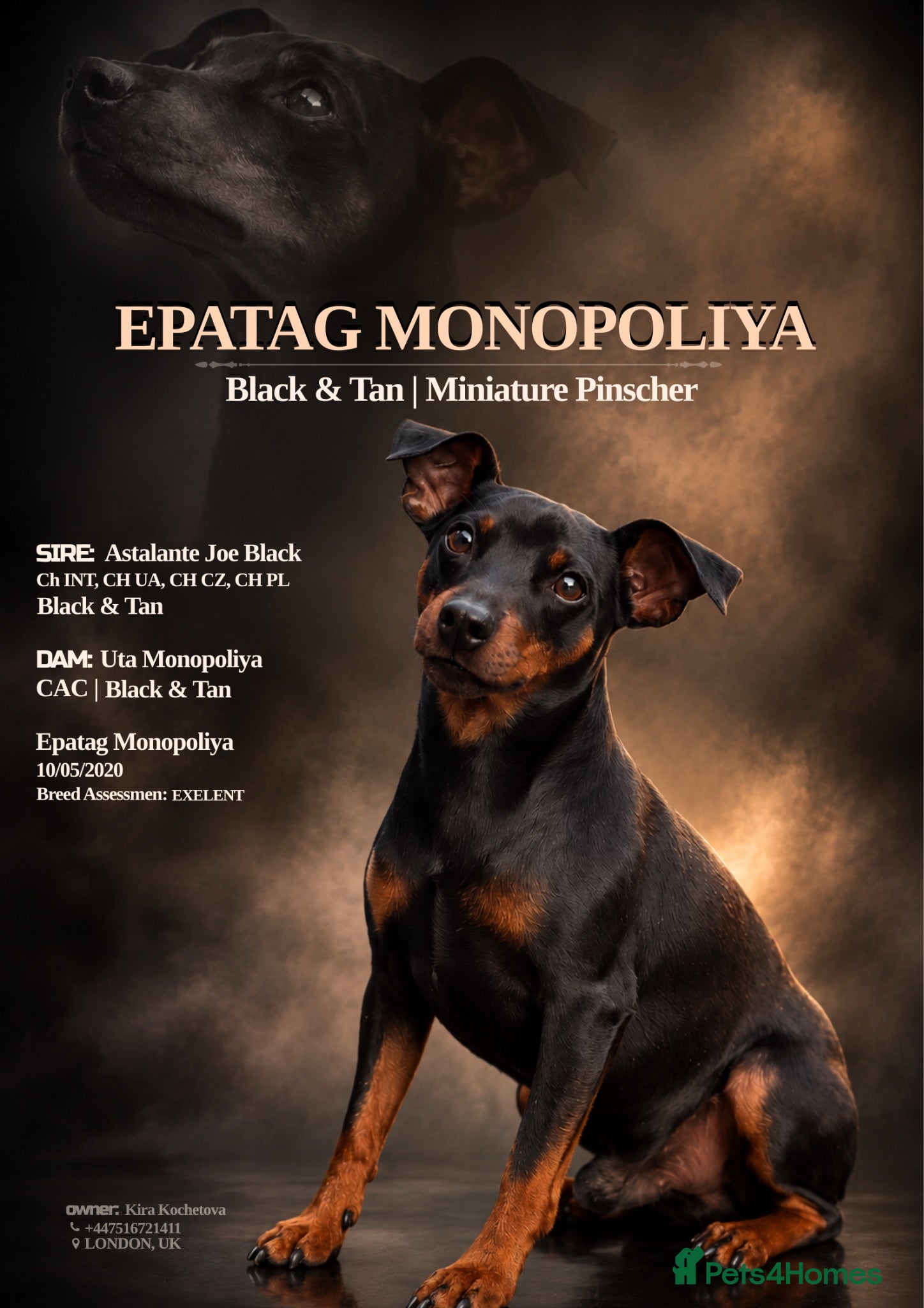 Miniature Pinscher dogs MINIATURE PINSCHER FOR STUD - Advert 2