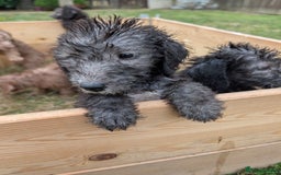 Bedlington Terrier dogs for sale: Bedlington terriers - working stock - Image 5