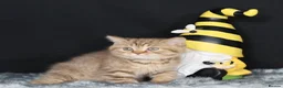 British Shorthair cats for sale: Tica registered British Shorthaired kittens  - Advert 5