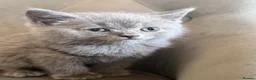 British Shorthair cats for sale: Beautiful British short haired kittens  - Advert 4