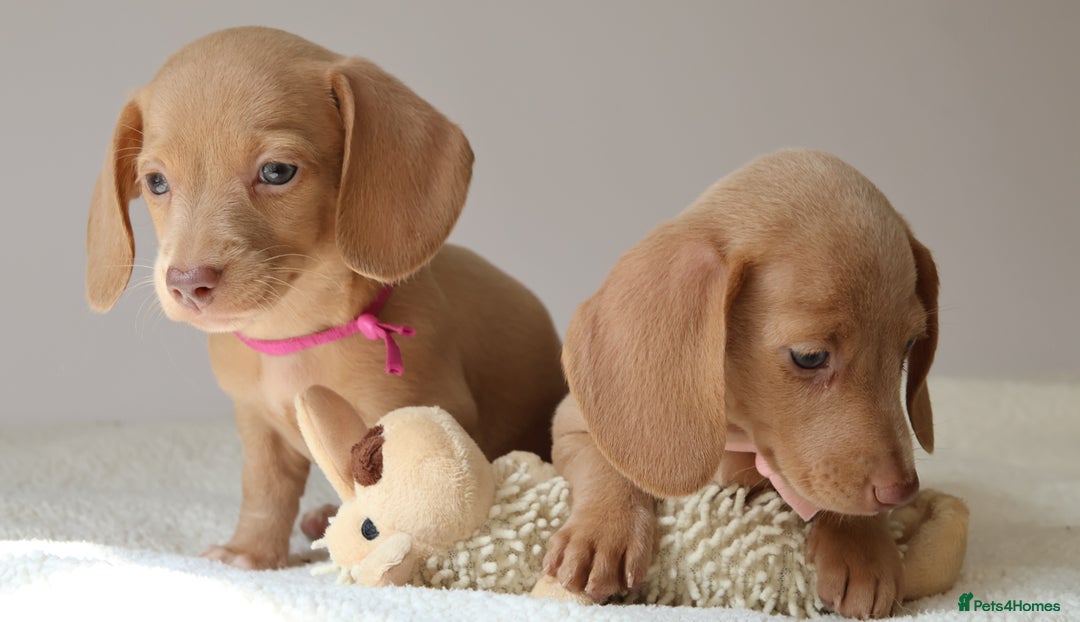 Miniature Dachshund dogs for sale: 🌟5StarsLicense+Holistic+KC+VetCheck+PRAClear - Image 10