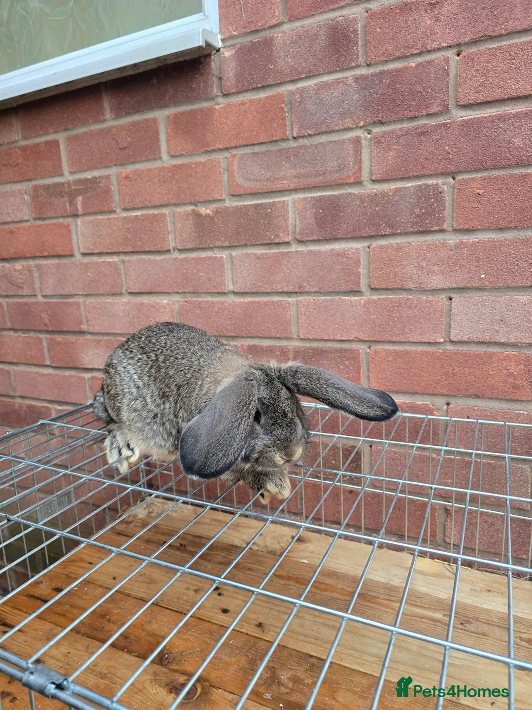 Continental Giant rabbits for sale: ready to go. - Advert 2