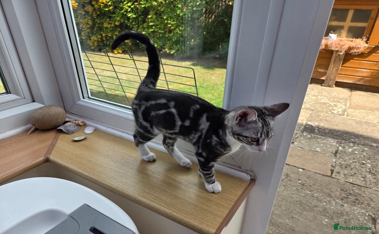 Mixed Breed cats - Advert 1