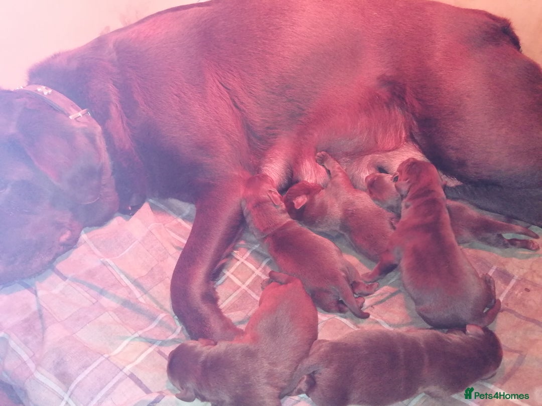 Labrador Retriever dogs for sale: 6 Adorable Chocolate Labs for Sale - Image 2