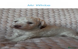 Cockapoo dogs for sale: Charming Cockapoo puppies. Pick your perfect pal! - Advert 12