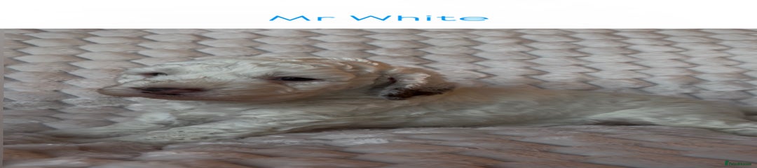 Mr White
