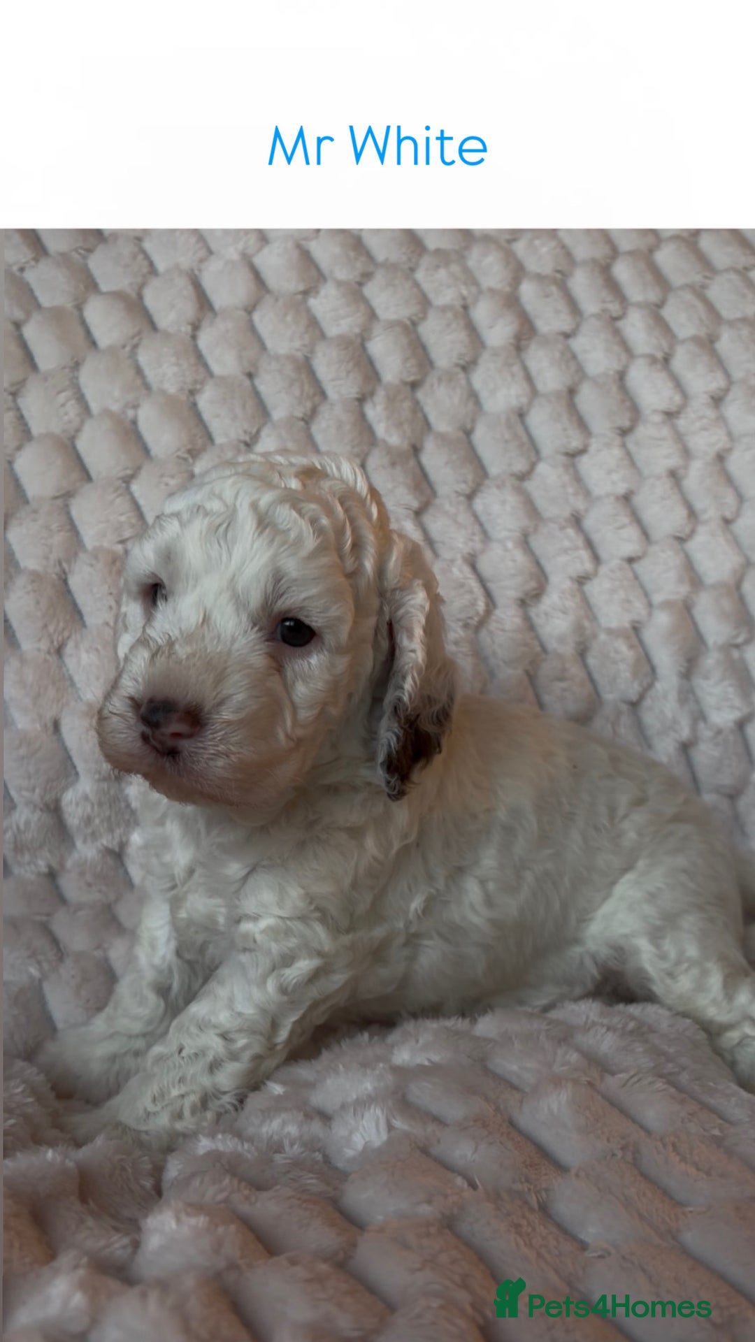 Cockapoo dogs for sale: Charming Cockapoo puppies. Pick your perfect pal! - Advert 12