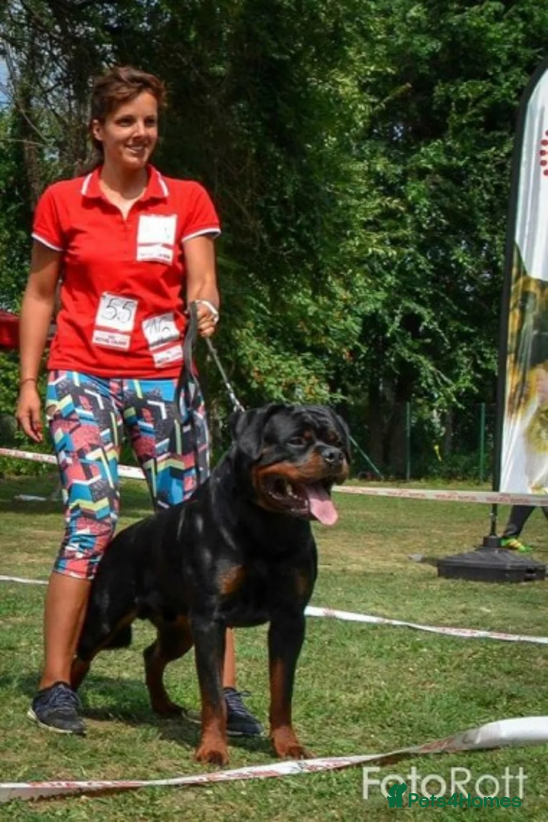 Rottweiler dogs for stud: **** FAUSTINIS TK,S QUANTOM OF SOLICE **** in Preston - Advert 25