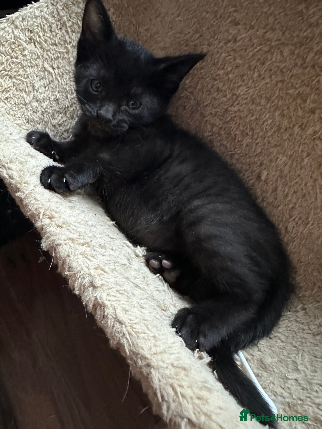 Mixed Breed cats for sale: Amazing Half Bengals !!! - Advert 31