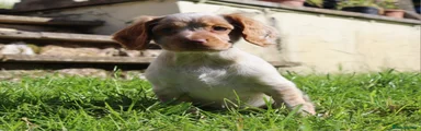 Cocker Spaniel Puppy 5