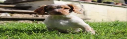 Cocker Spaniel dogs for sale: Kc registered working cockers  - Advert 25