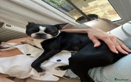 Boston Terrier dogs for stud: Loving Boston Terrier For Stud  - Image 3