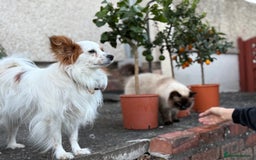Papillon dogs for sale: Papillon Dog – 2.5 Years Old  - Image 6