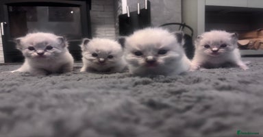 Ragdoll cats - Advert 1