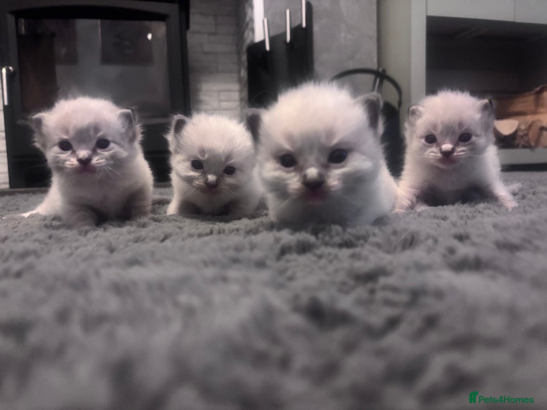 Ragdoll cats for sale: Gorgeous pedigree Ragdoll kittens  - Image 7