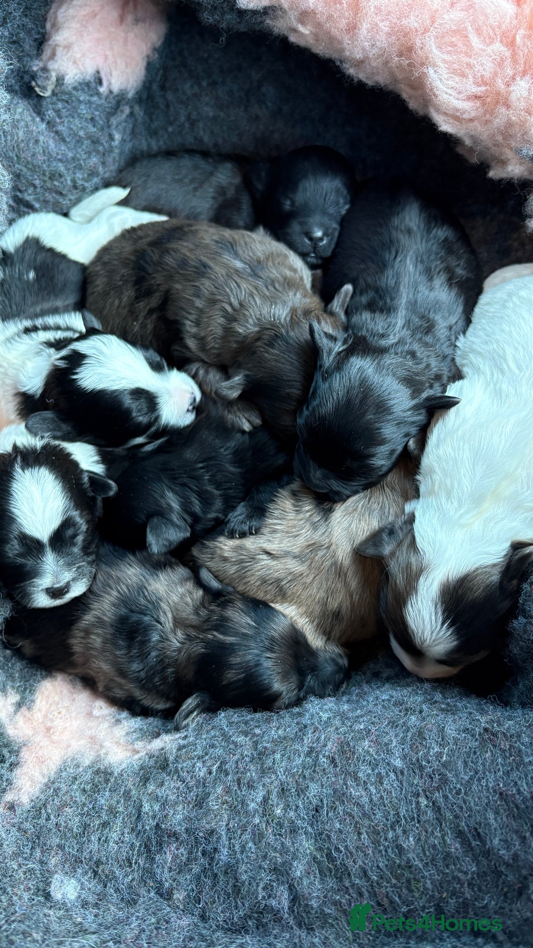 Lhasapoo dogs for sale: 9 stunning lhasapoo’s  - Image 3