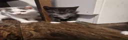 Mixed Breed cats for sale: 💥💥💥Lovly Kittens 💥💥💥 - Advert 14
