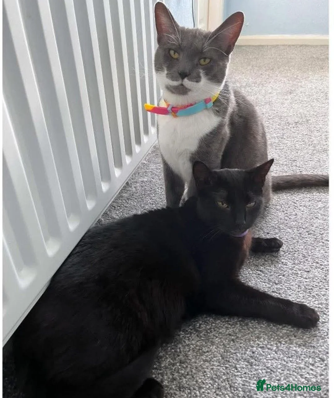 British Shorthair cats for sale: 2 female sisters  - Advert 4